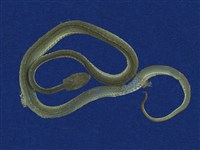 藏品(赤尾青竹絲)的圖片